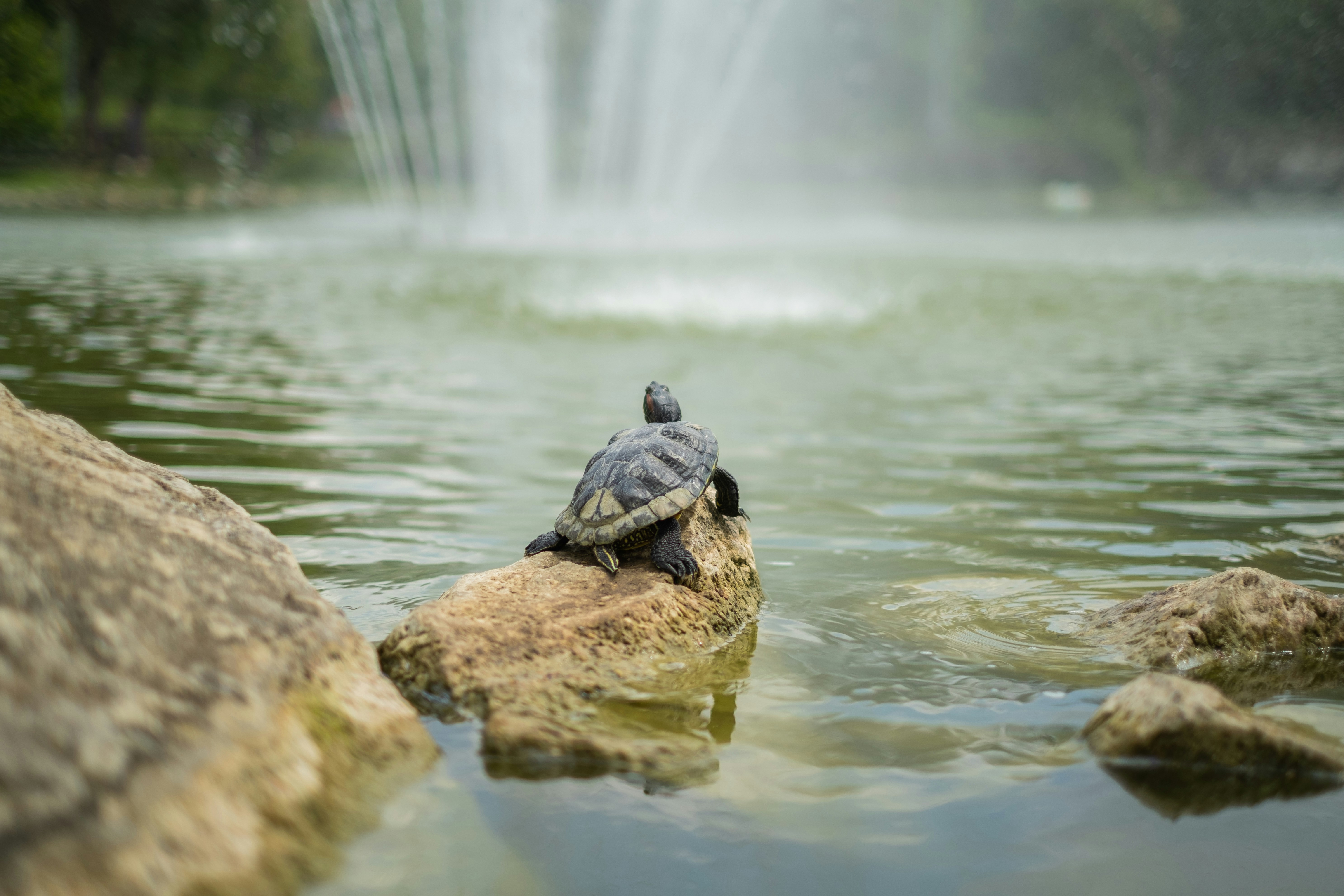 Mastering Algae Control in Austin Ponds: Your Complete Guide to Crystal-Clear Water